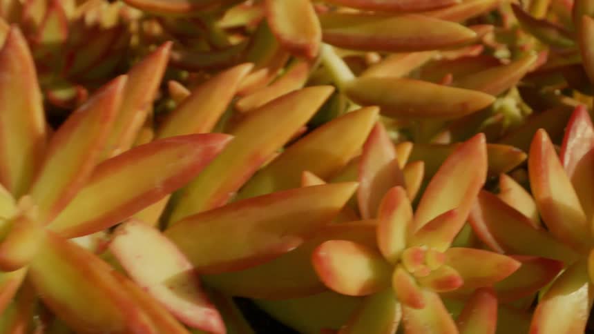 A closeup of vibrant orange succulent plants