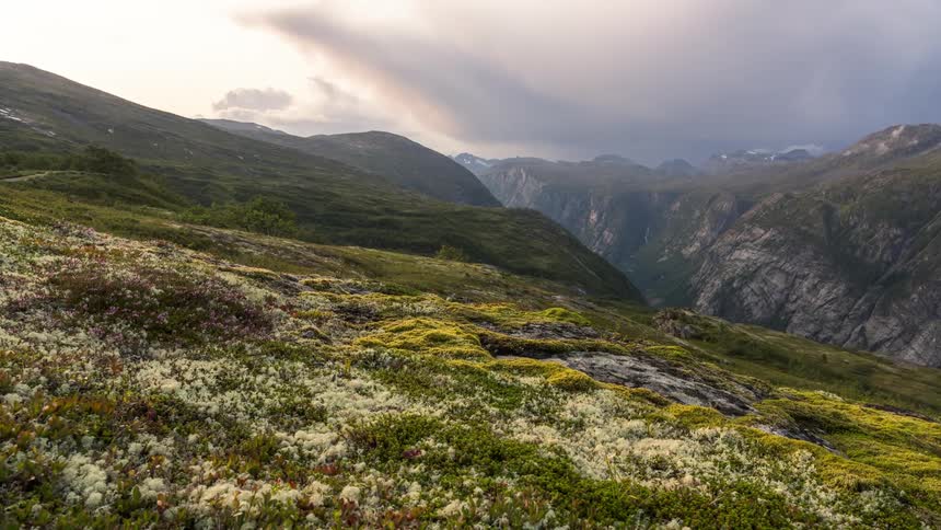 A lush green landscape with white flowers and mountains under a cloudy sky