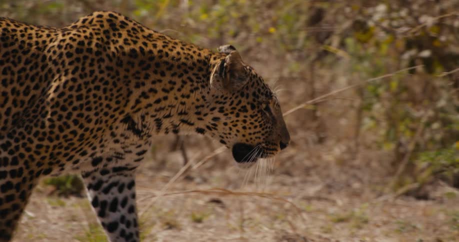 Leopard is walking on a sunny day