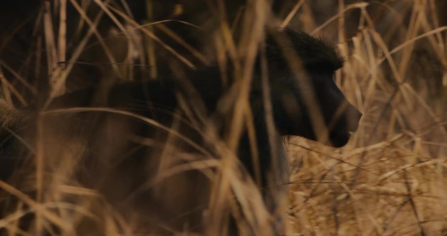 A baboon slowly walks through a field of tall grass on a sunny day