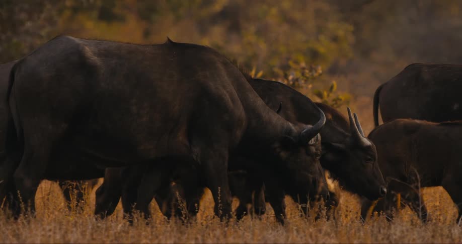 Buffaloes walking through the jungle
