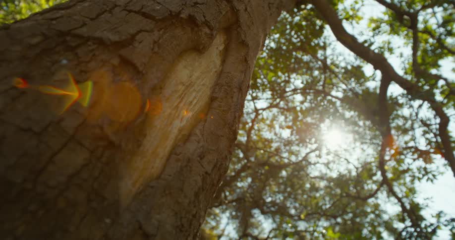 A tall tree with a cut on its side