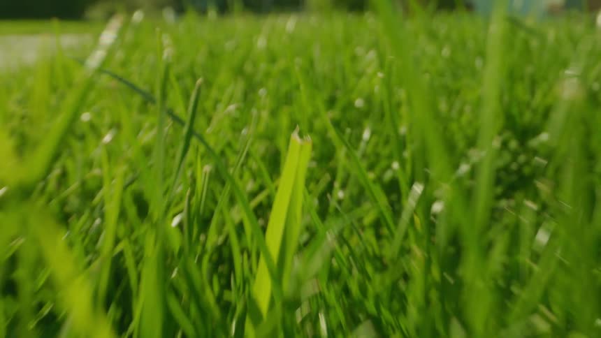 The lawn is near the sidewalk