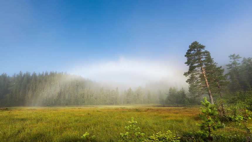 Fog with hidden rainbow over grassy field dissipating in front of a dense forest