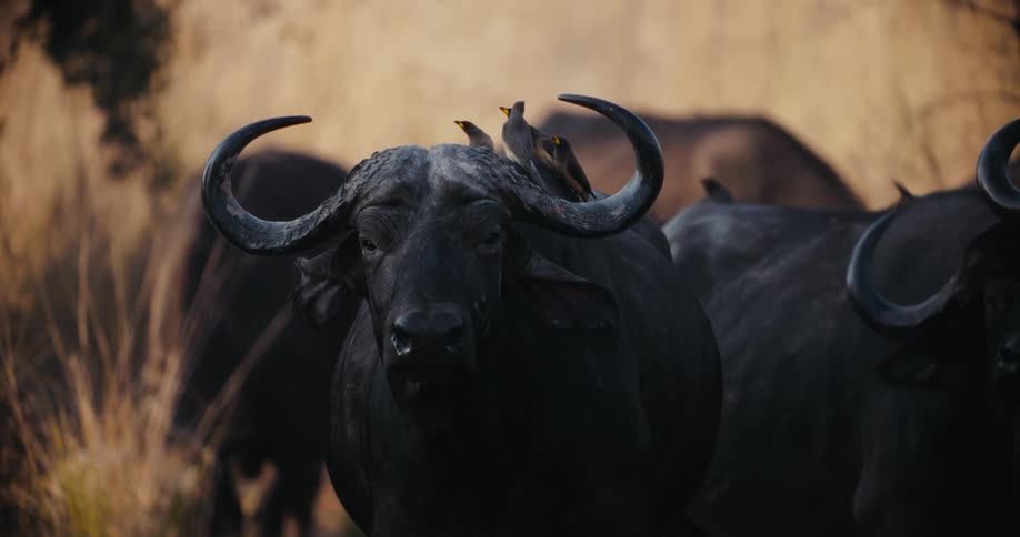 Buffaloes in a pasture during sunset
