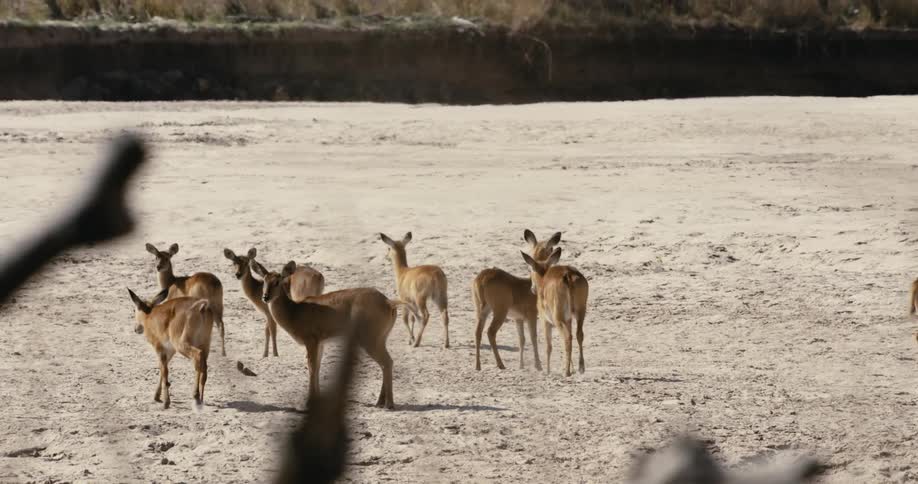 A herd of young antelope puku on a sandy plain