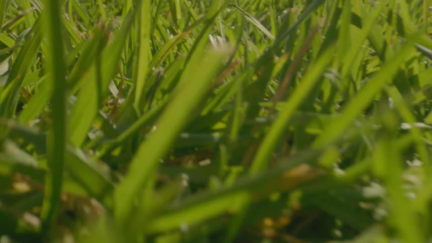 Closeup of the lawn during spring