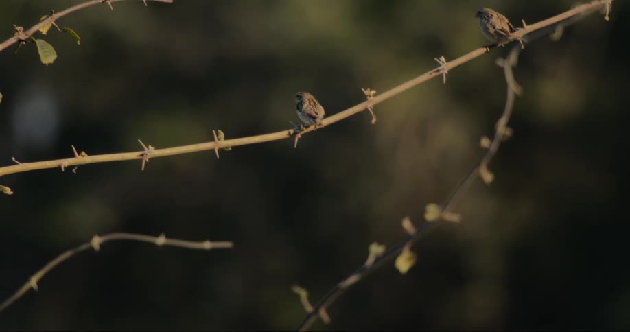 Four little birds on a branch flying