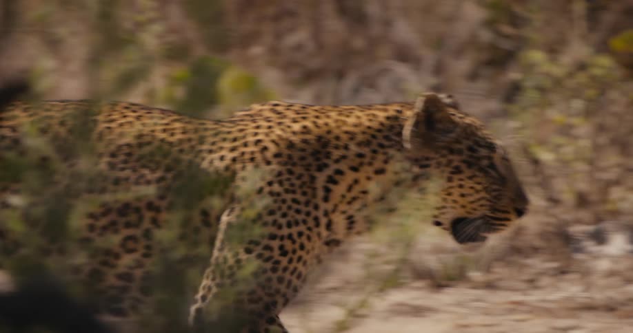 A leopard walking on a grassy field
