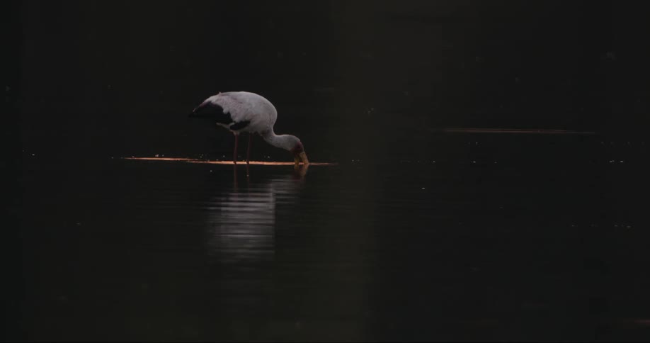 Water reflects wading bird hunting with its beak partially submerged