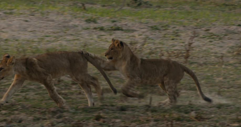 Two lions playing in the wild at daytime