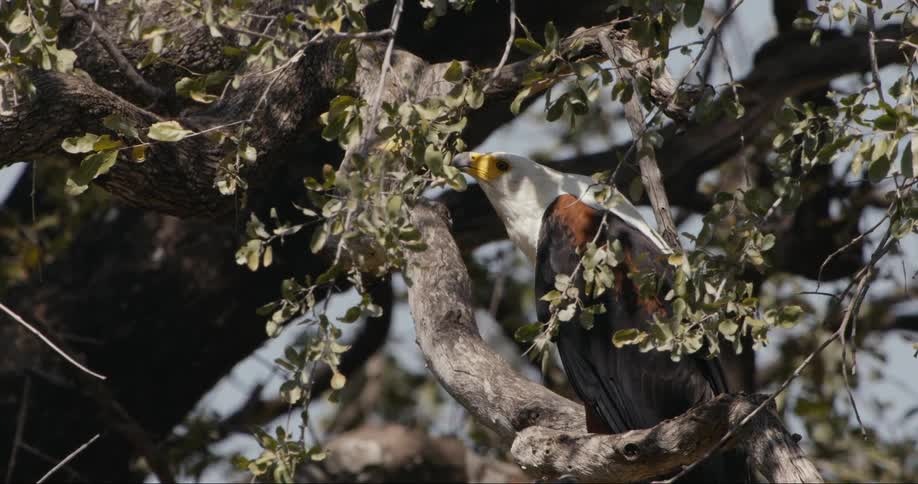 An African fish eagle sits in a tree and moves its head backwards