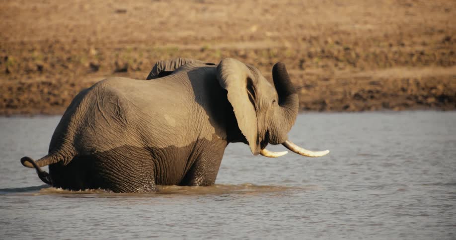 Elephant walking inside a river in the jungle