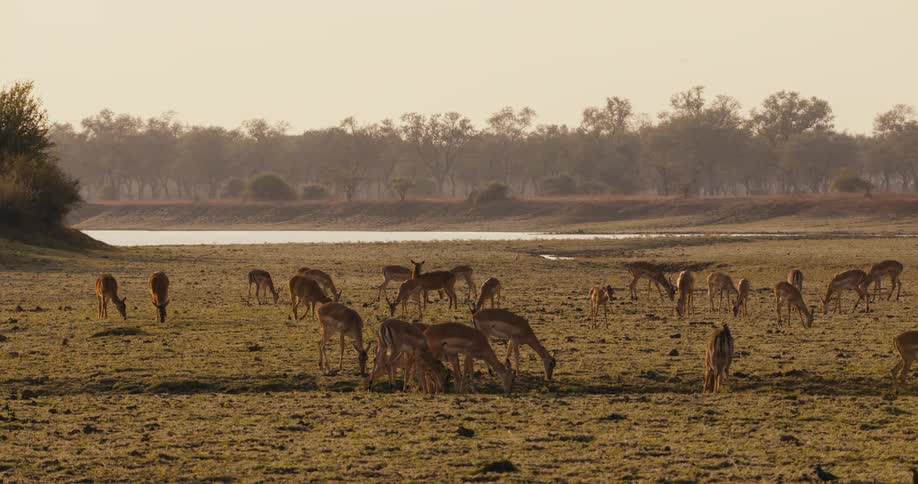 Imapalas grazing in the savannah
