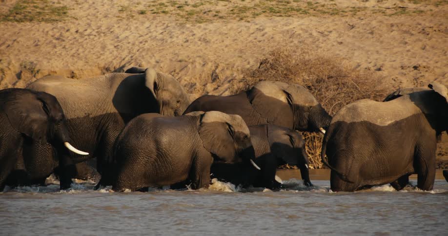 A herd of elephants walk in the stream