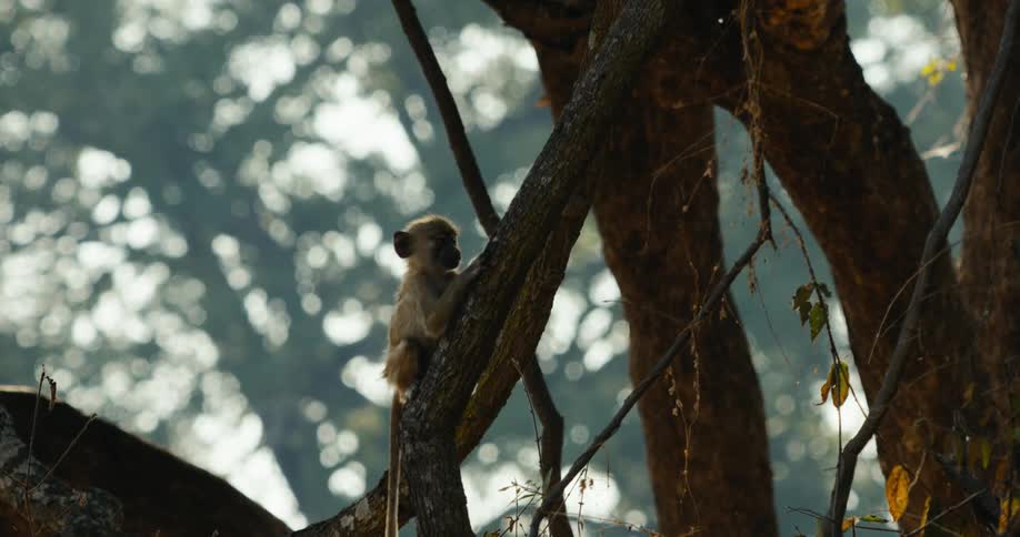 A small monkey climbs a tree trunk