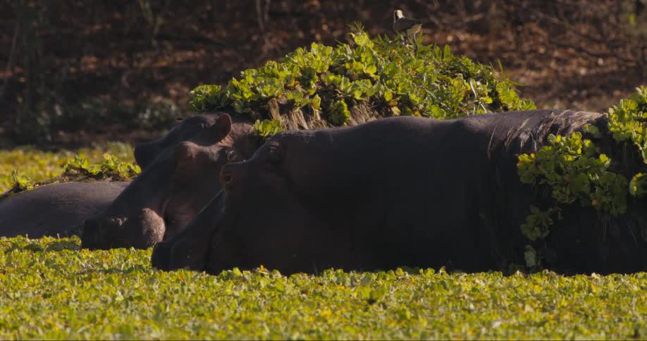 Hippos splashing around in water