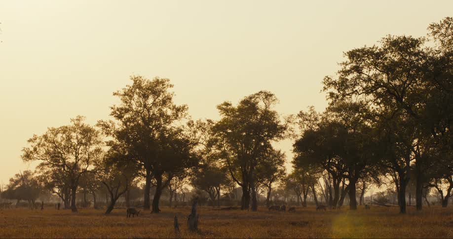 A bird flies past the trees