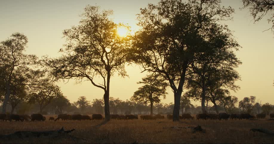 Animals grazing on a grassland at sunset