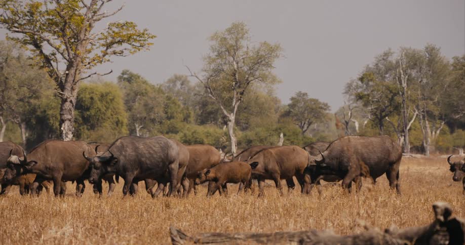 A herd of buffalo crossing a grassy plain
