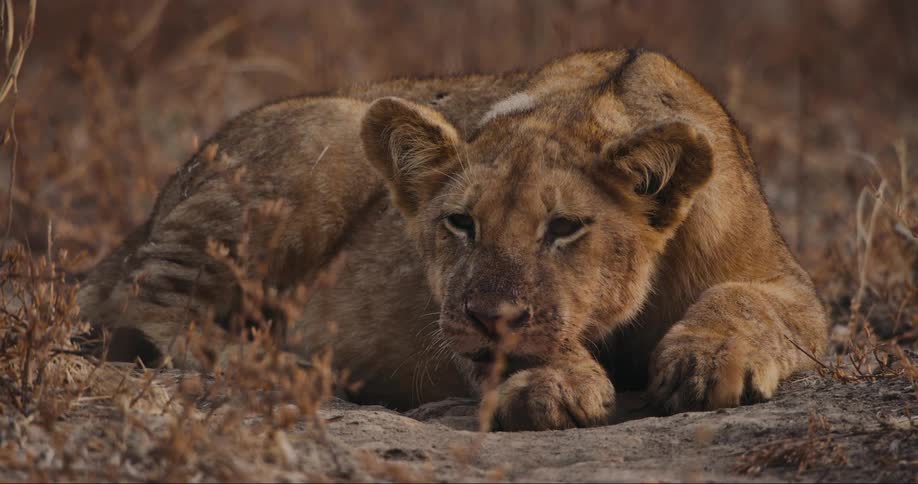 Lion lying on the jungle floor