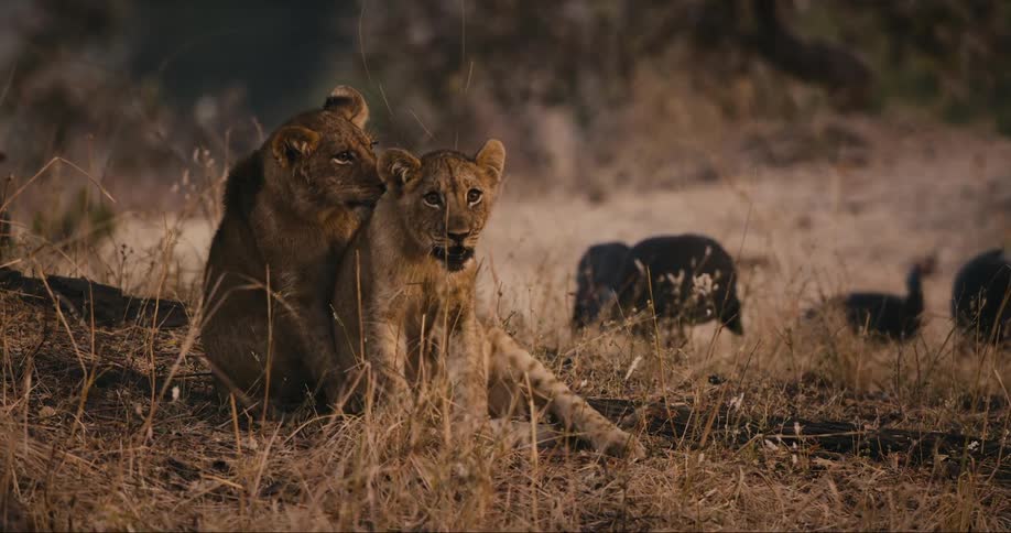 Two lions playing and falling on the jungle floor