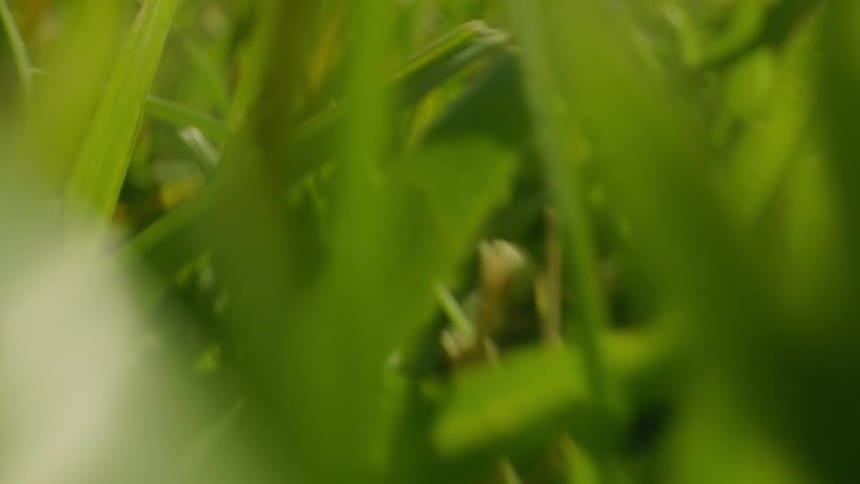 Closeup on a green lawn