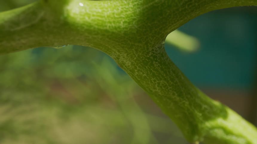 Plant stem wet during the day