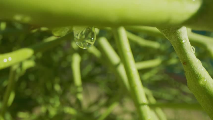 Stem of a plant with a droplet of water