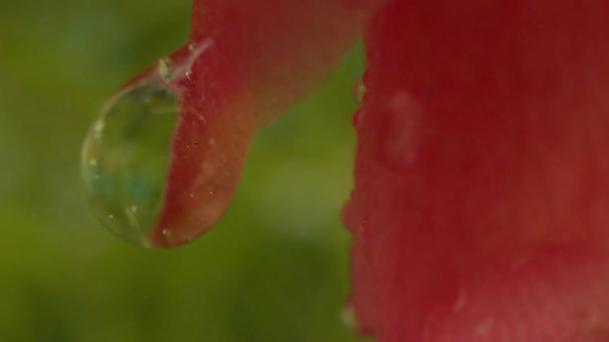 Close up of a drop of water hanging from a flower petal