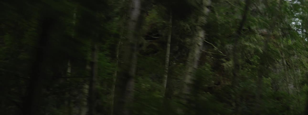Quickly passing trees of a dense forest on a cloudy day