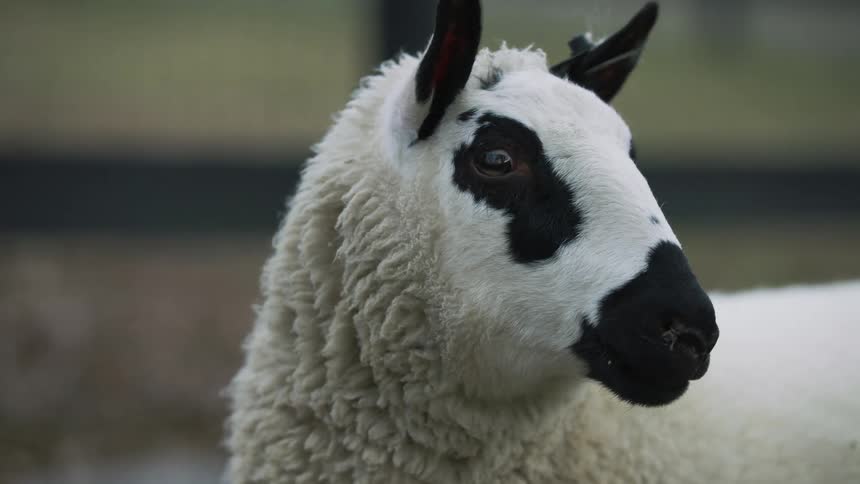 A white sheep with a black nose and ears