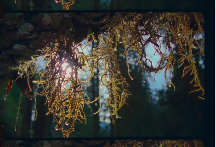 Sunlight filters through hanging moss in a serene forest