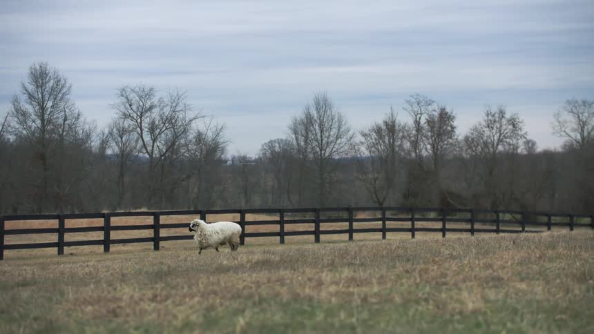 White sheep walking beside a wood fence in a pasture with trees and a clouded sky in the background
