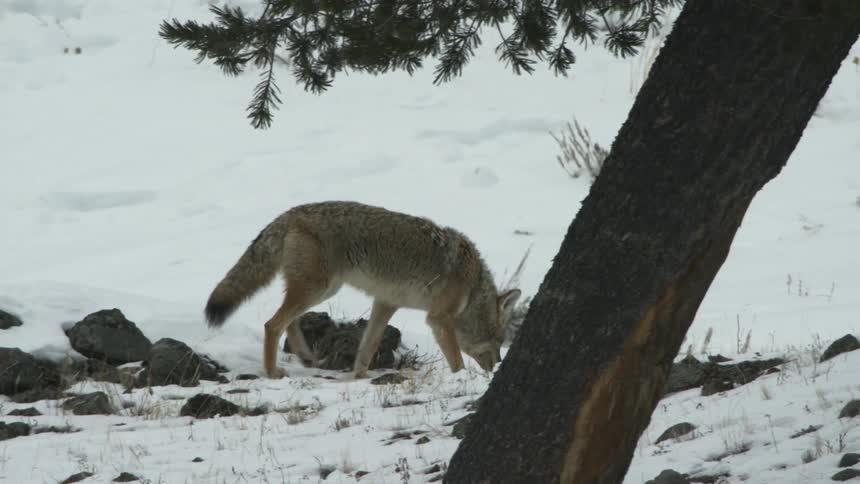 A coyote sniffing the ground on the snowy hill slope
