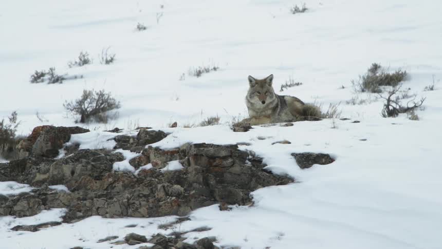 A coyote slowly lowers itself and comes to rest on a snowy slope