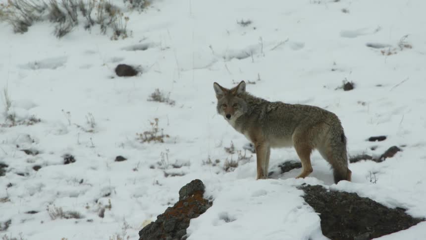 A coyote out in the snow