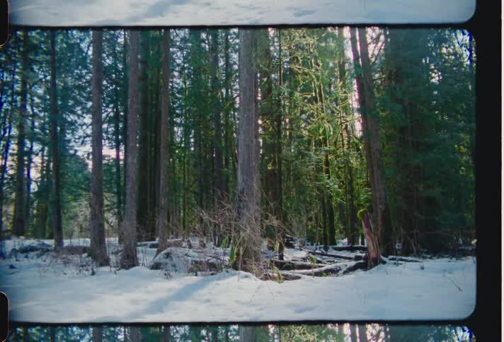 The forest ground is covered with snow