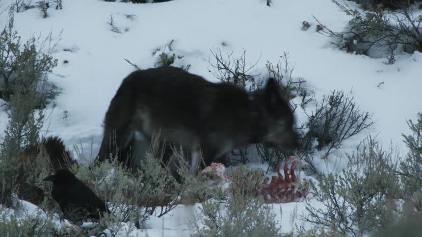 Birds fight over carcass laying on snow after wolf walks away