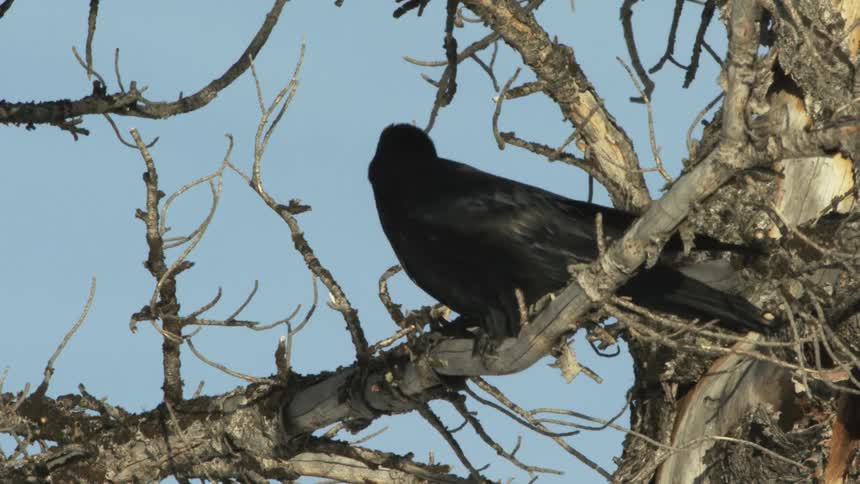 A raven on a tree trunk