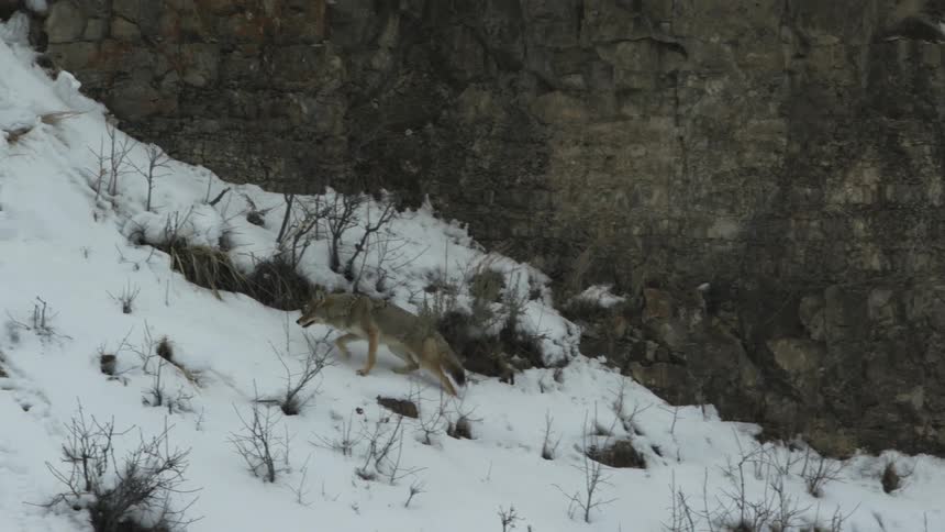 Coyote walking on snow in the mountains