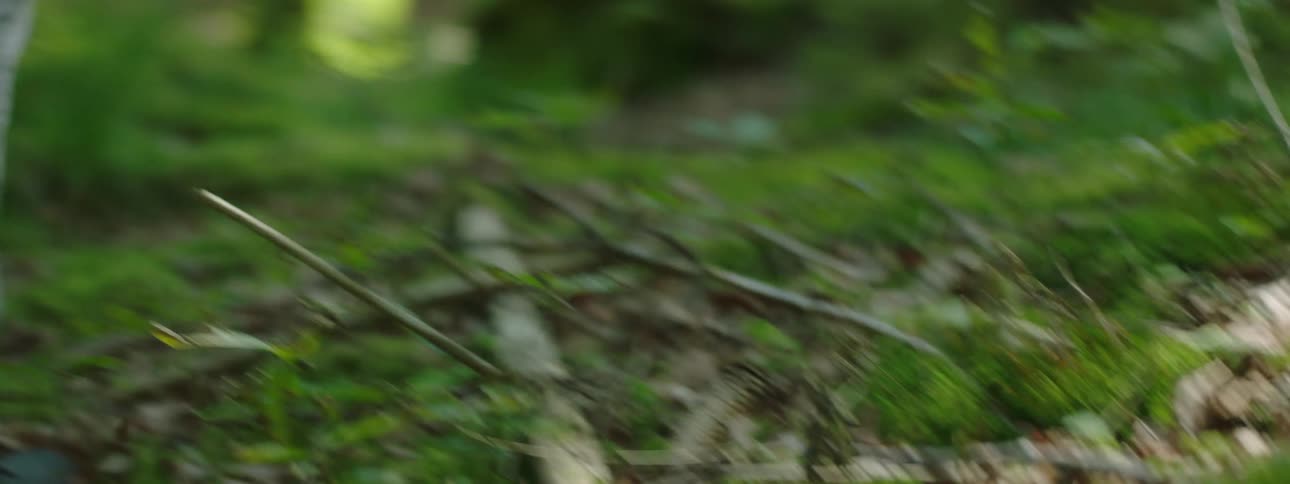 A person walking over the green moss in the forest