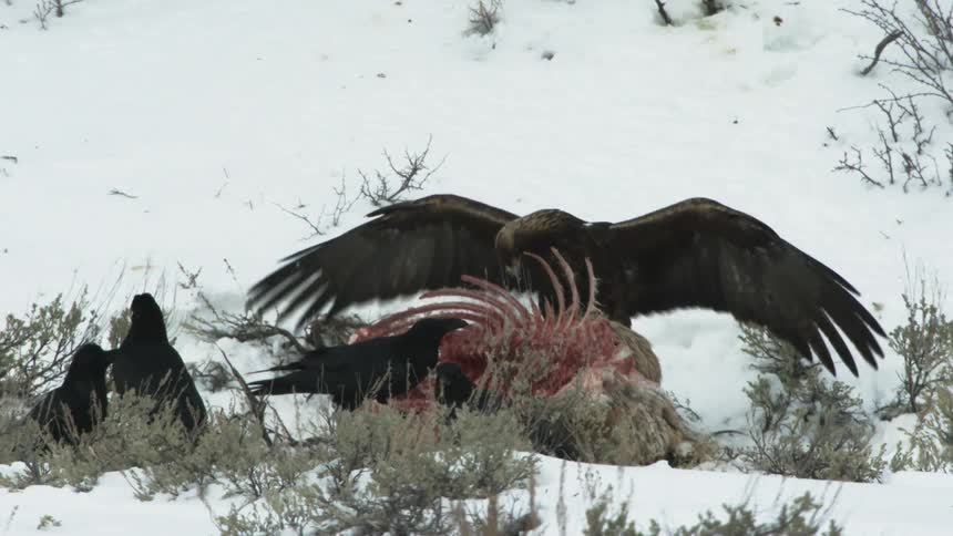 An eagle and other scavenging birds feed on a carcass