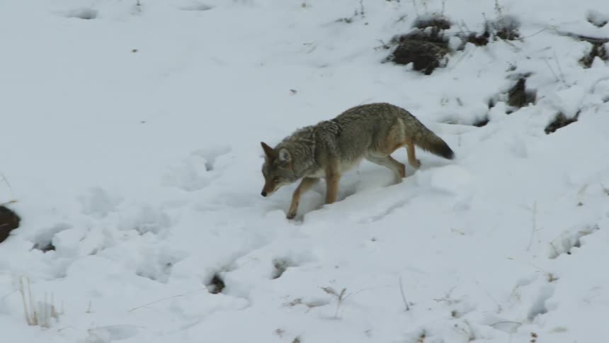 Coyote walking through along the snow covered ground