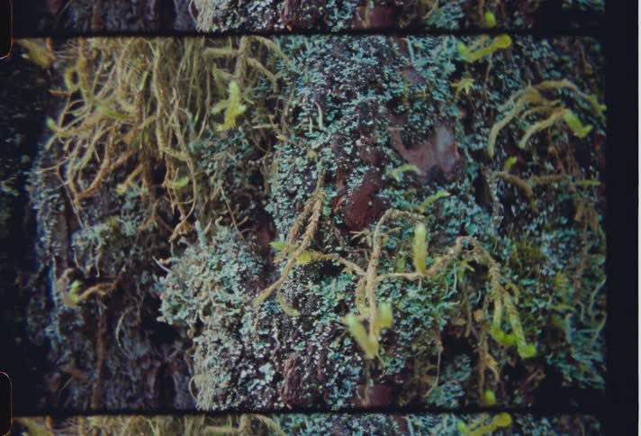 A rock underwater with some plants and sea moss stuck to it