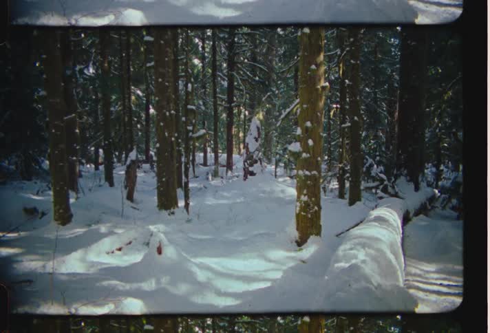A forest with the entire floor covered in snow
