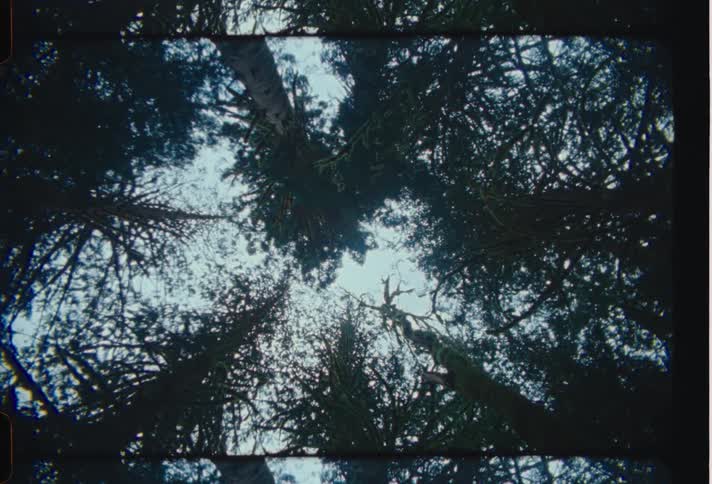 Looking straight up at tall trees in the forest