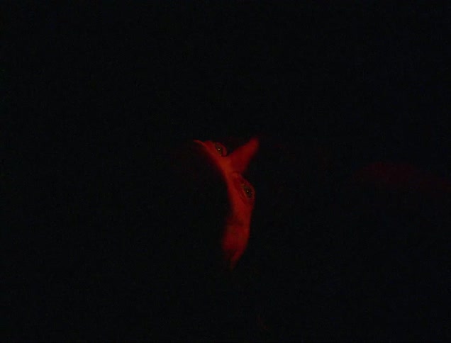 Eyes of a woman under red lights in a dark room