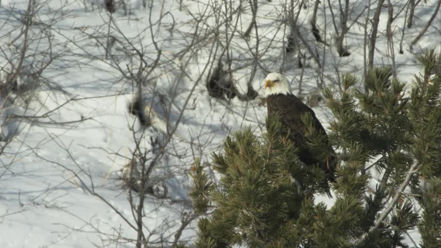 A  bald eagle sits on top of a tree looking around