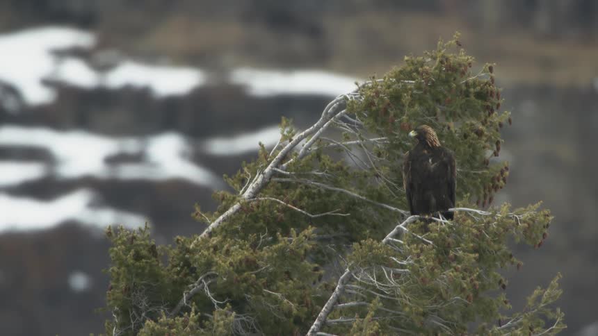 An eagle perched on a branch